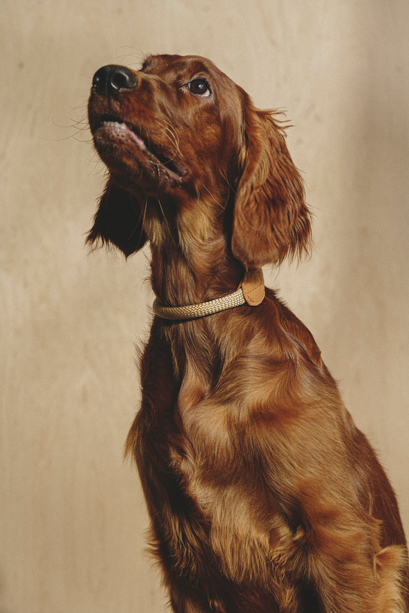 Dog collar Pony makarony Ginger, light rope