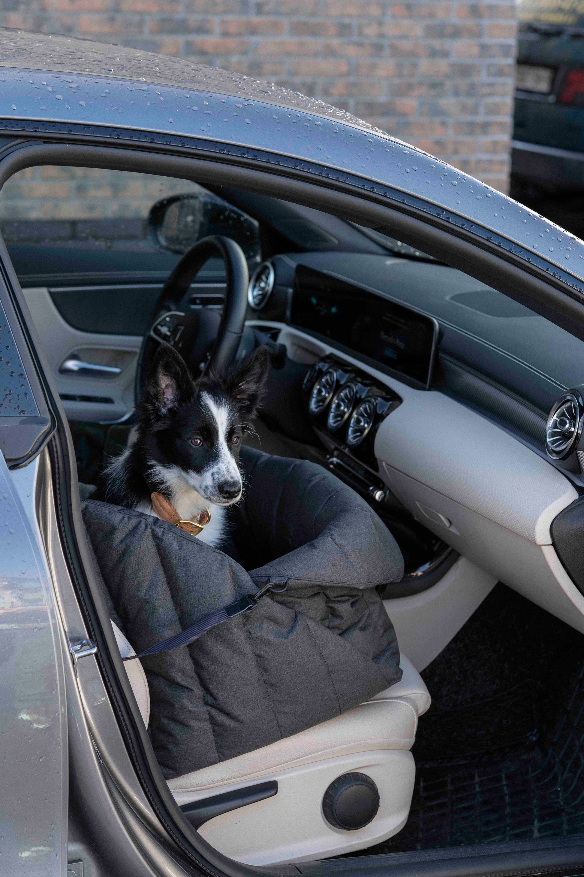 Car seat for dogs black