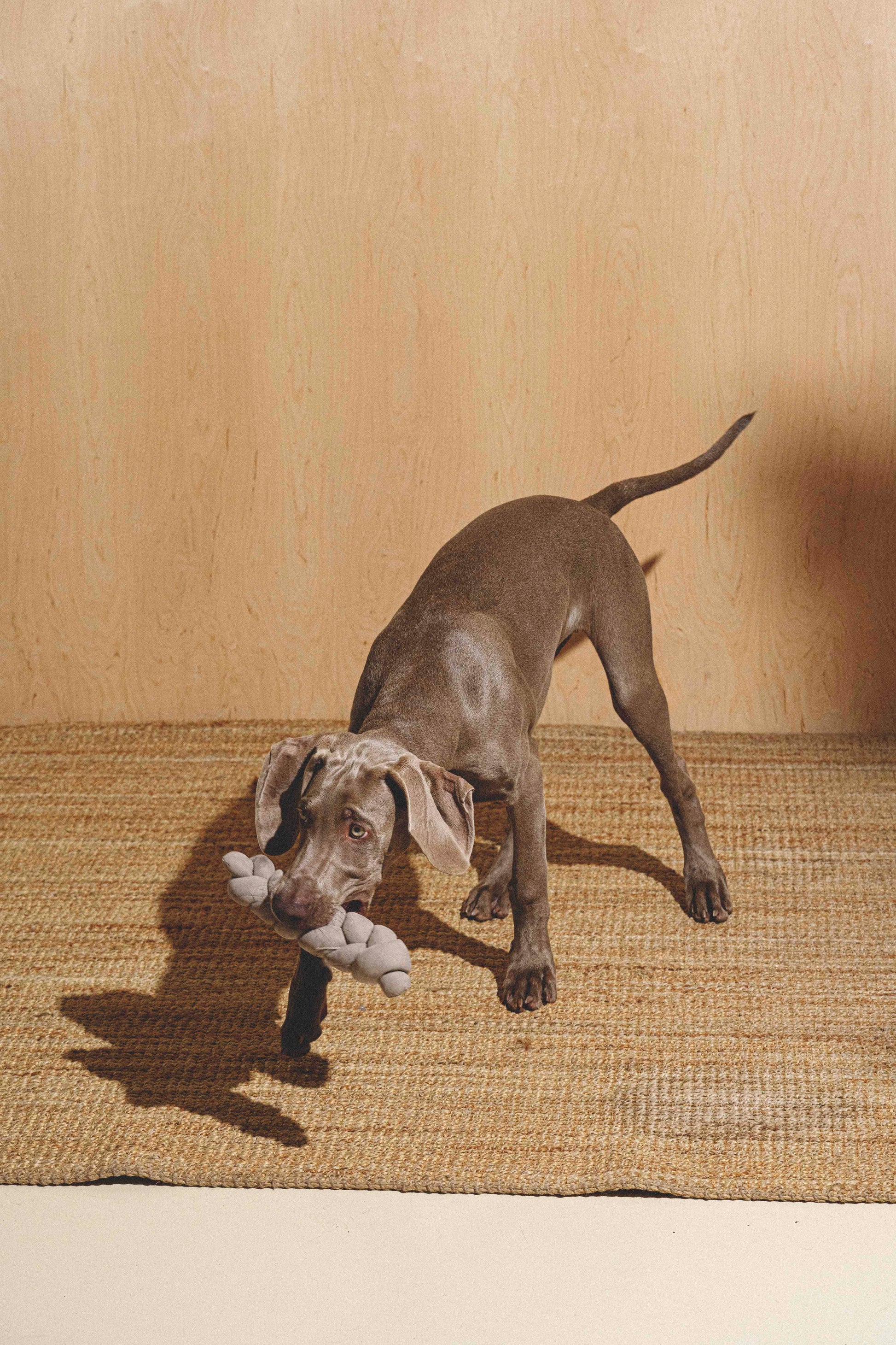 Dog Toy Pony-Krendelkony