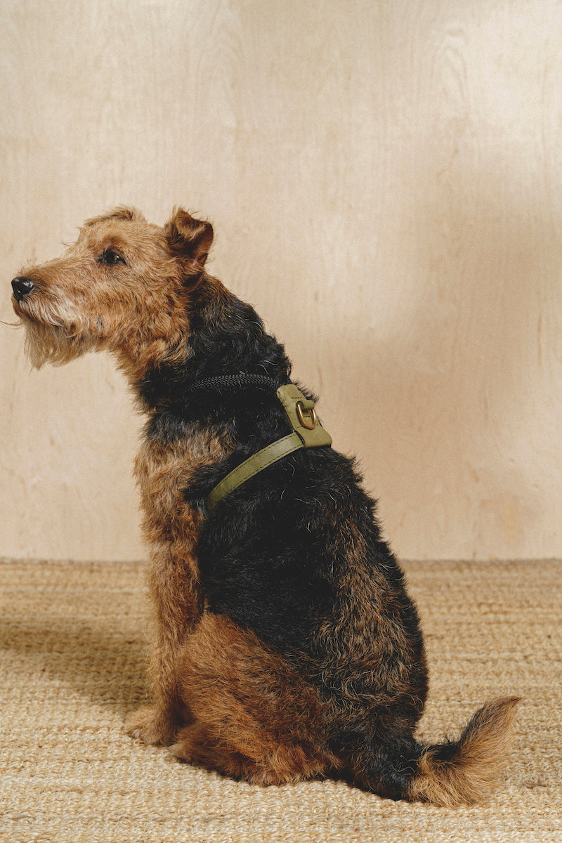 Dog Harness Pony Makarony Green