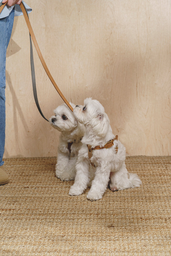 Walk kit: Walkony leash + harness beige-ginger