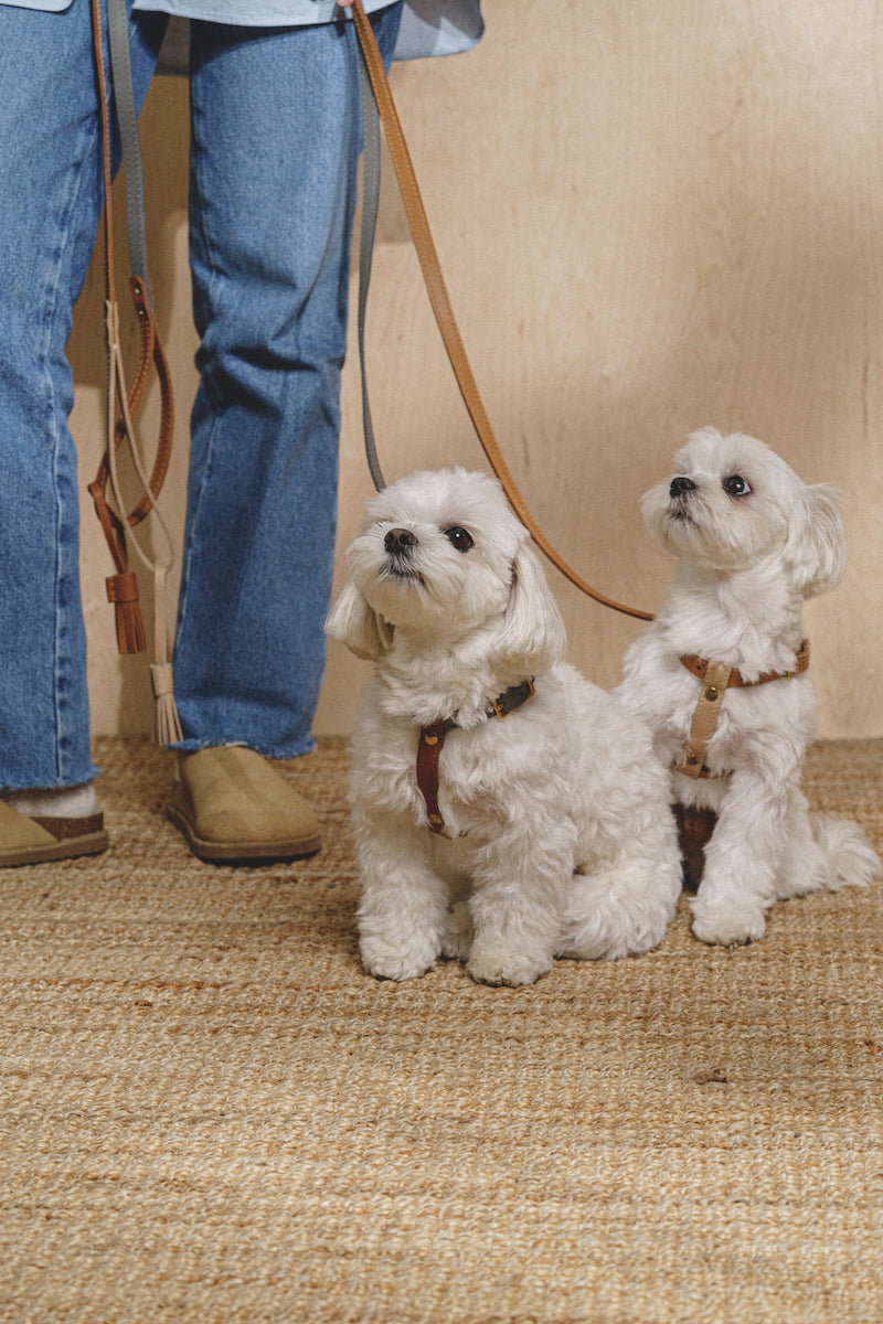 Leash Pony-Walkony ginger+beige
