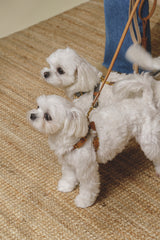 Walk kit: Walkony leash + harness beige-ginger