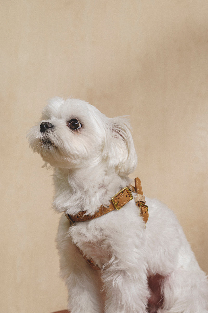 Harness Pony-Walkony ginger+beige