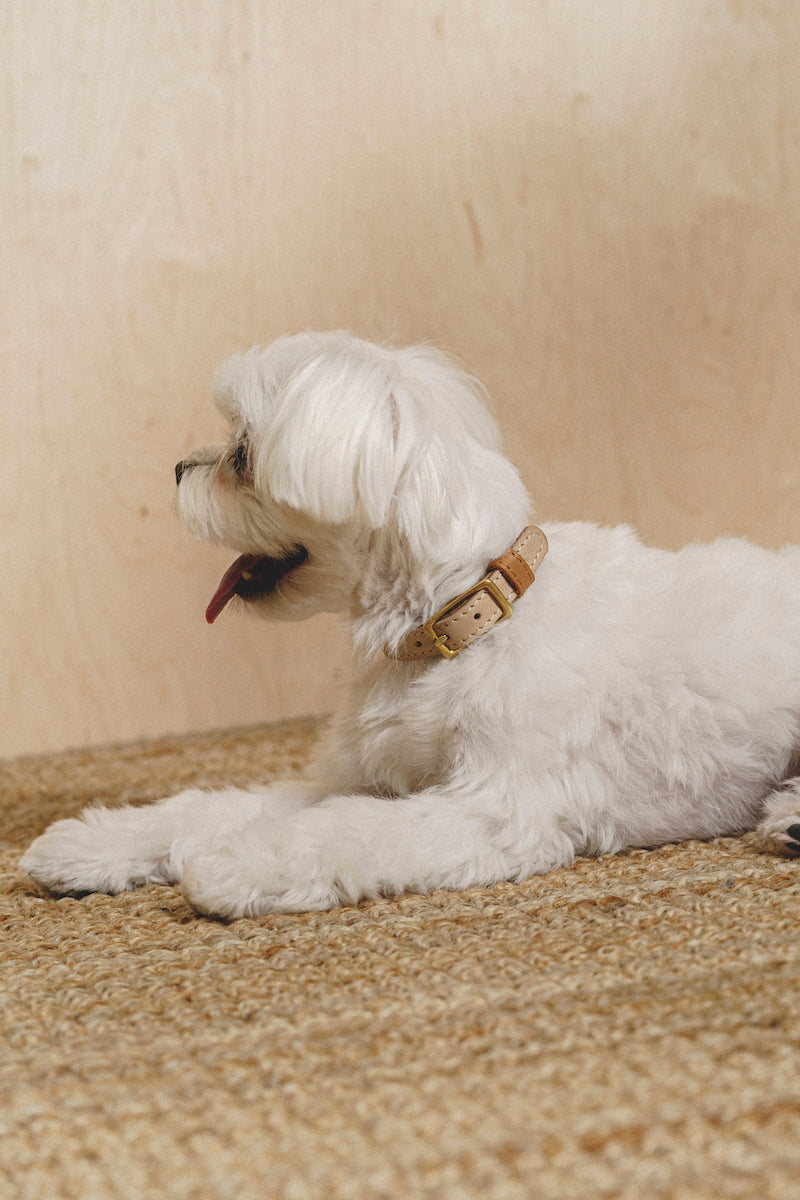 Collar Pony-Walkony, beige and ginger