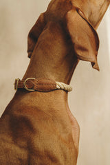 Dog collar country Pony Ginger, synthetic rope
