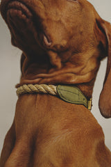 Walk kit: Country leash + collar green