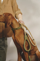 Walk kit: Country leash + collar green