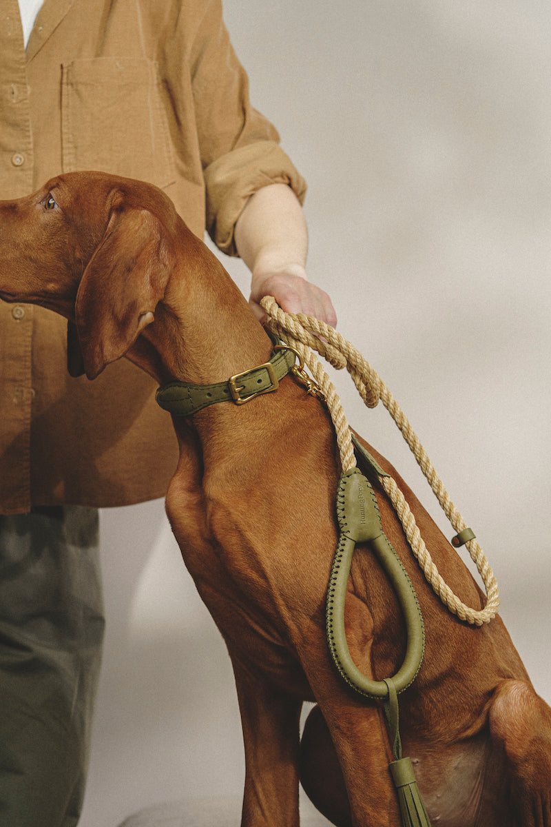 Walk kit: Country leash + collar green