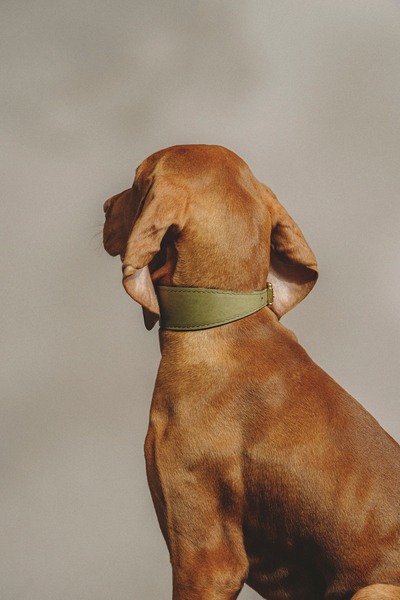Dog collar Herring Green