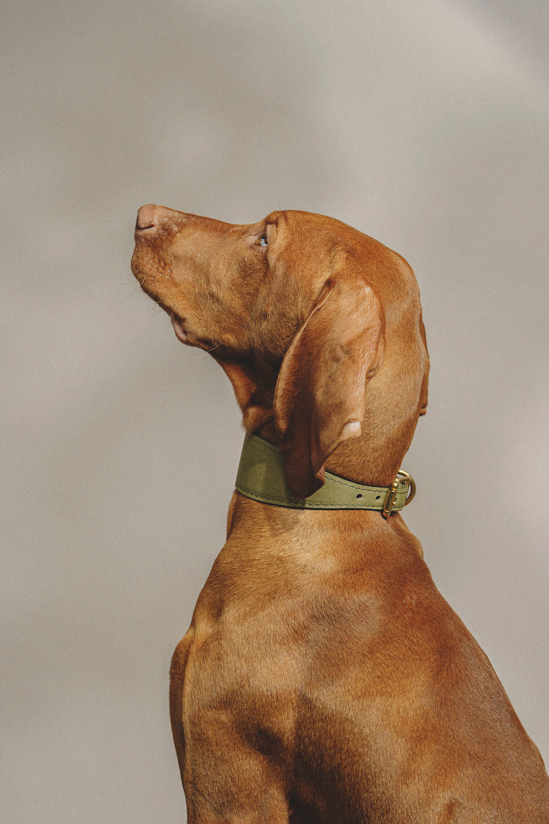Dog collar Herring Green