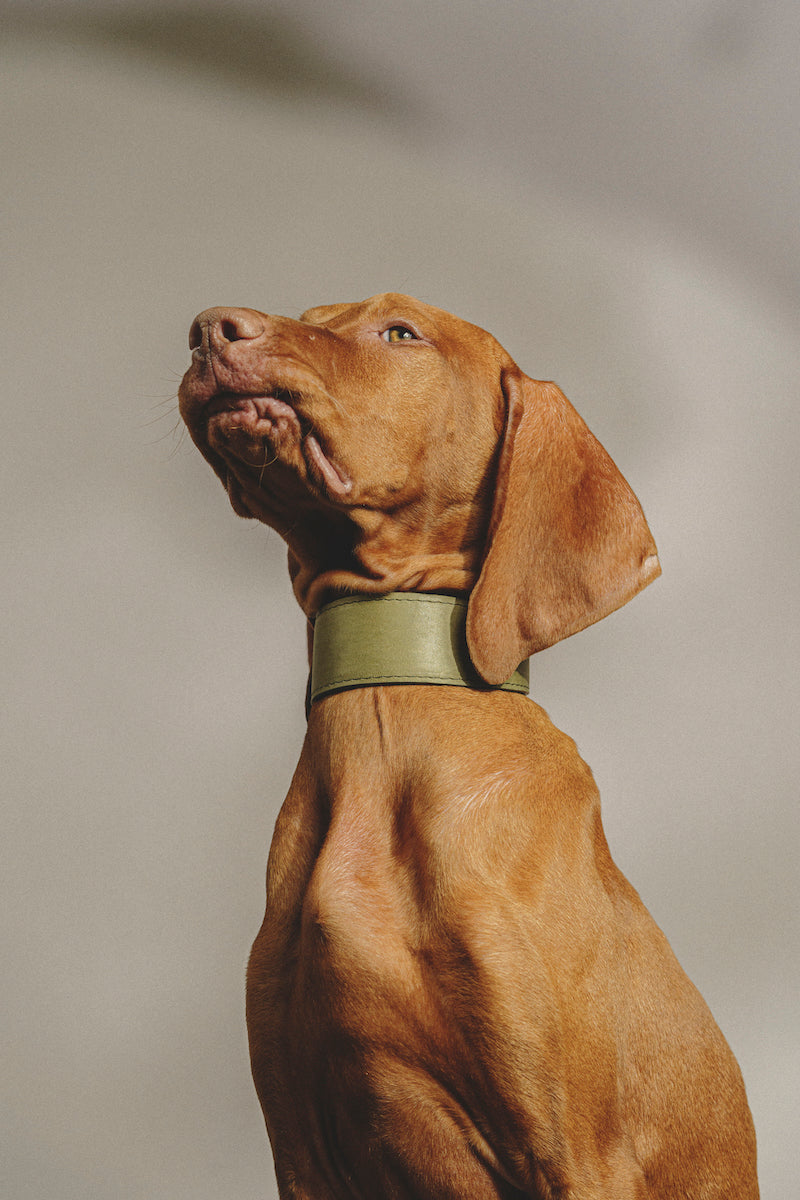 Dog collar Herring Green