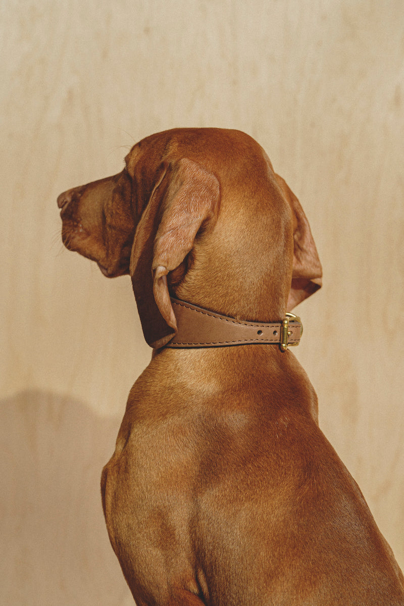 Copy of Dog collar Herring Brown