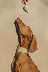 Dog collar Herring Beige
