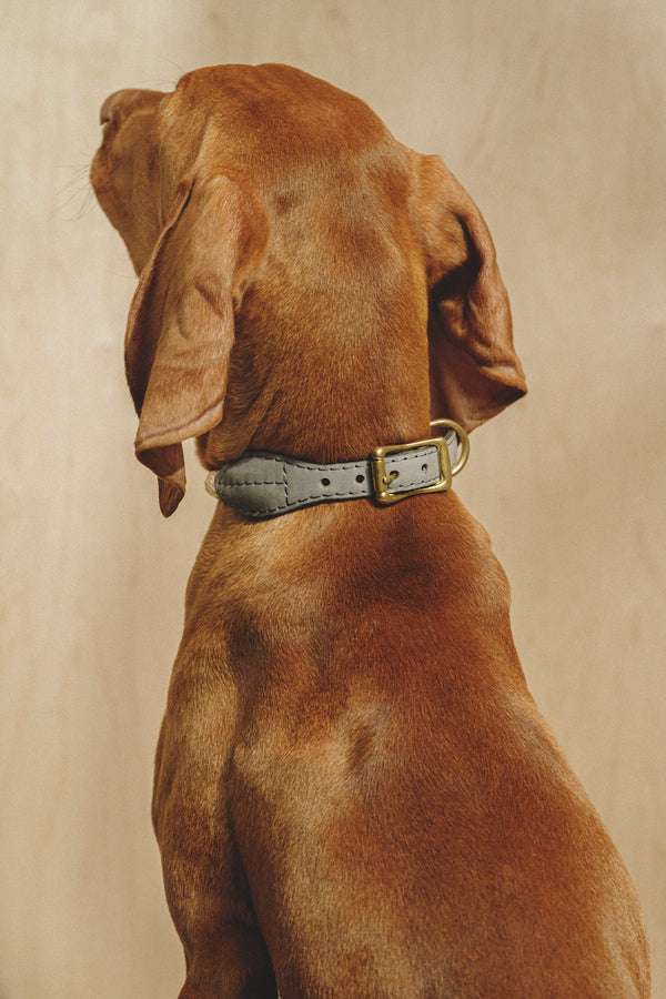 Hundehalsband Country Pony Ingwer