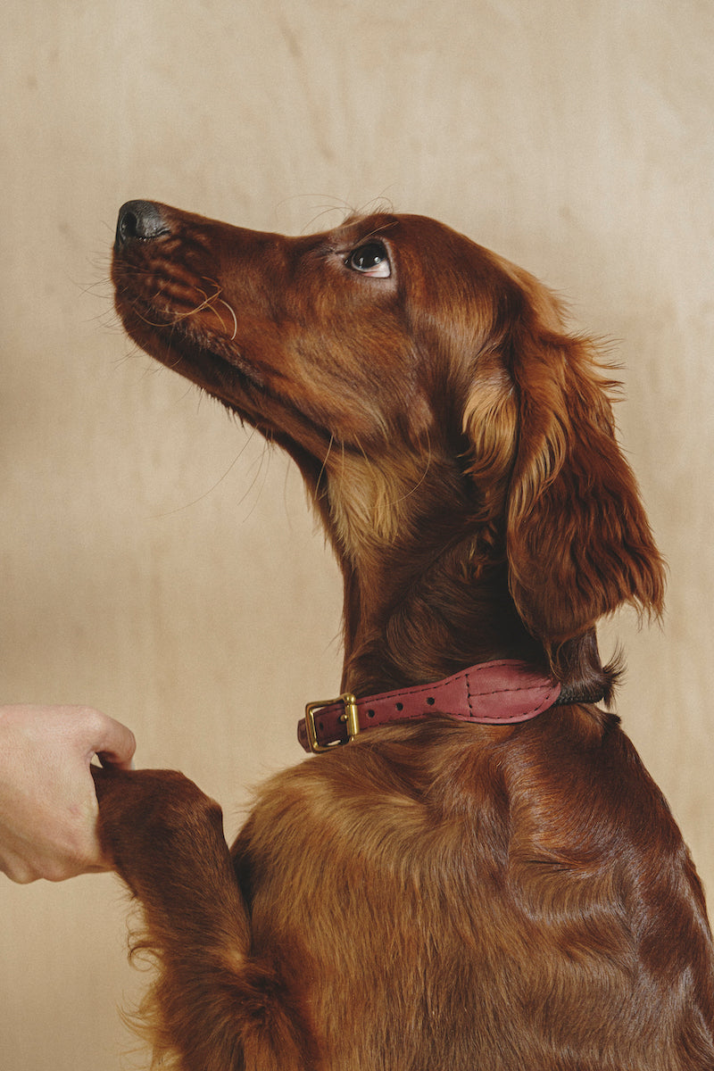 Dog collar Pony makarony Wine