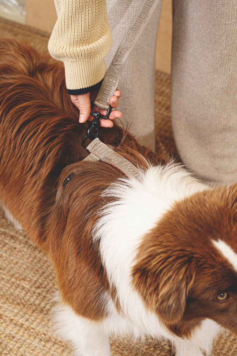 Walk kit: Companiony leash + harness gray