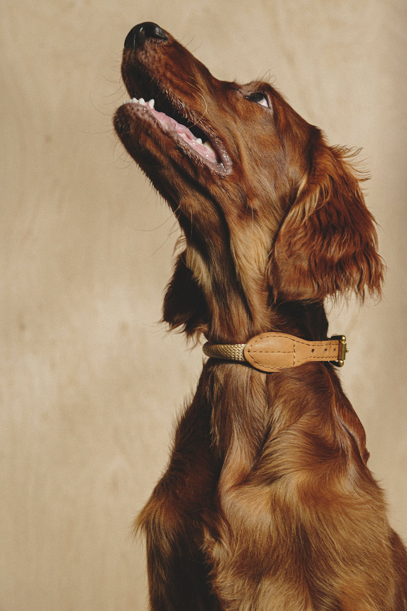 Walk kit: Makarony beige rope leash + collar ginger