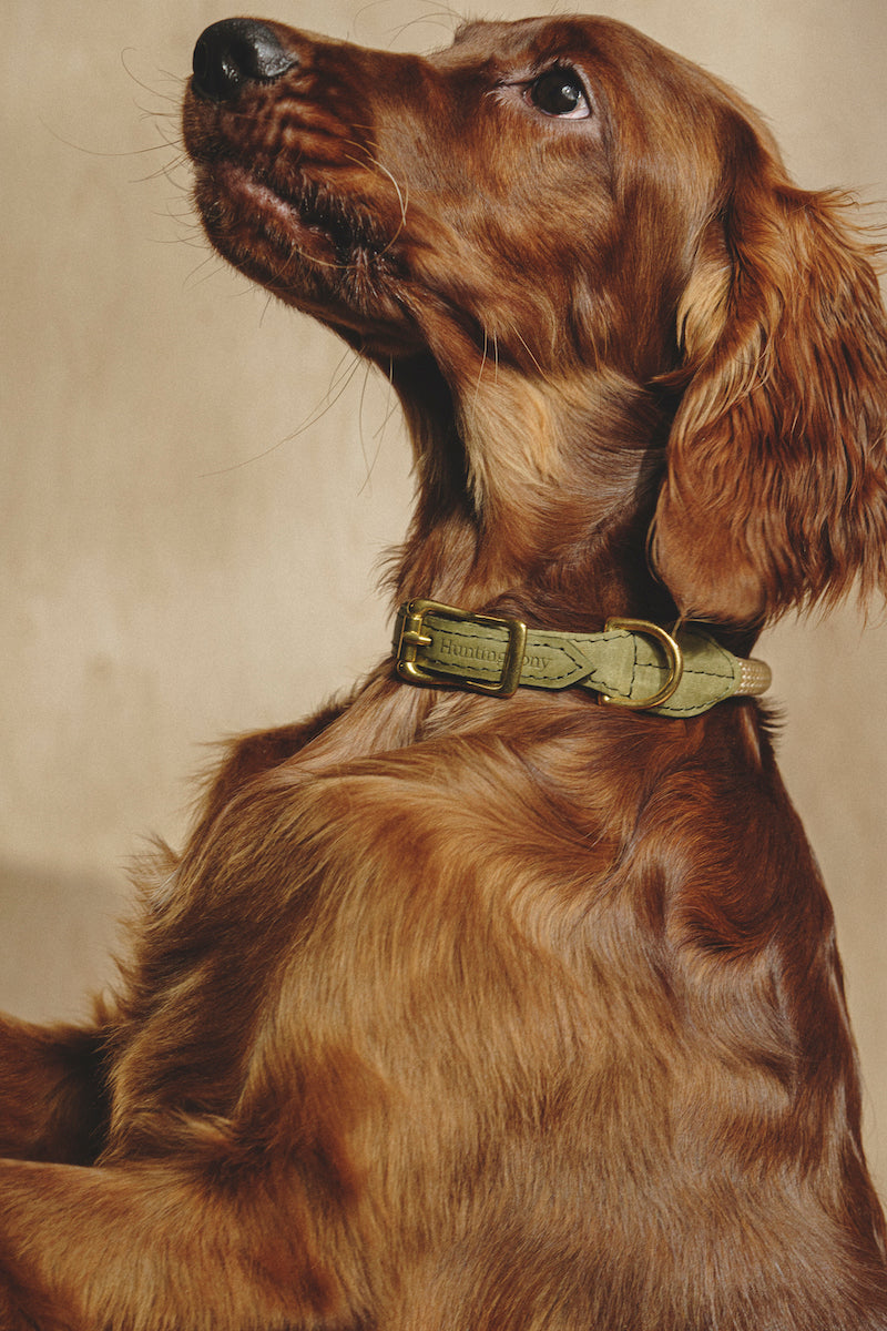 Walk kit: Makarony beige rope leash + collar green