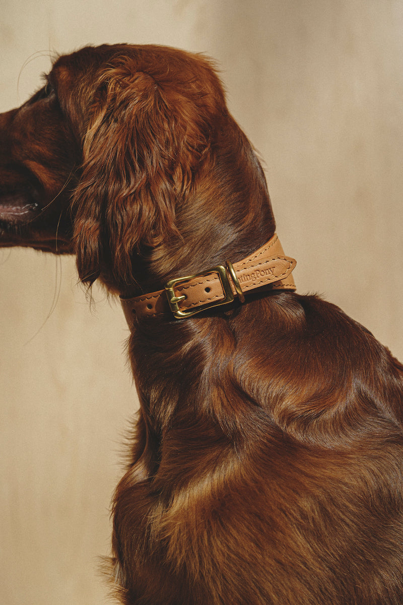 Dog collar Herring Ginger