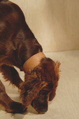 Dog collar Herring Ginger
