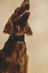 Dog collar Herring Black