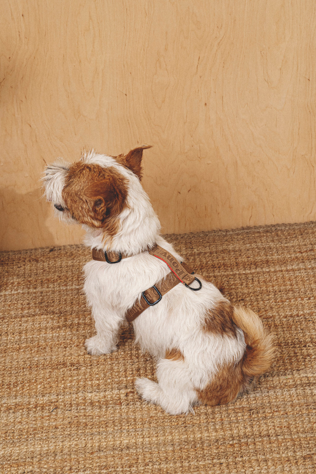 Harness “Pony-Companiony” Ginger