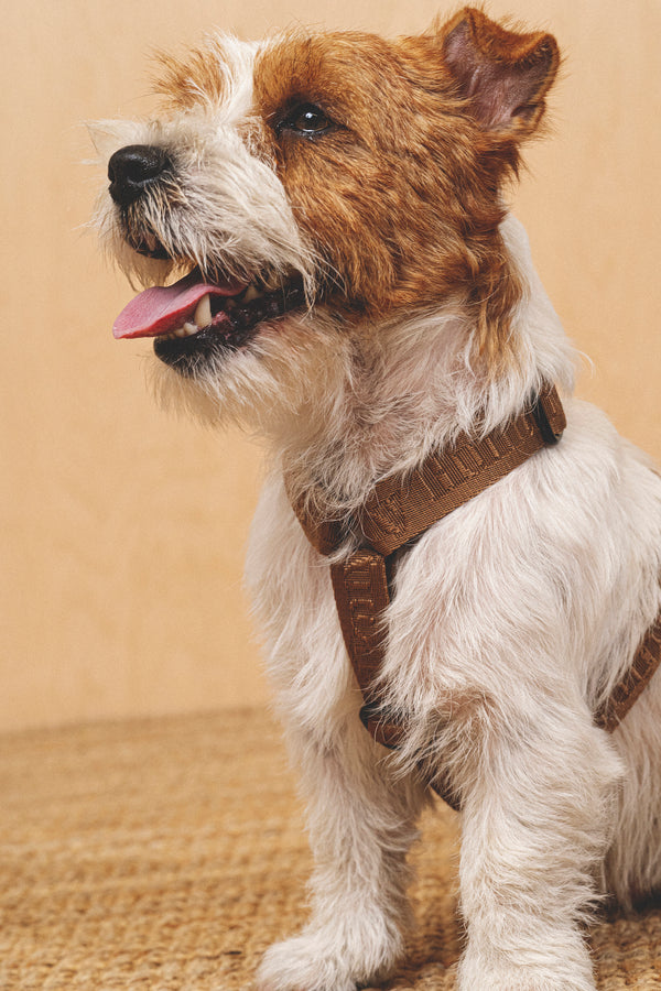 Walk kit: Companiony leash + harness ginger