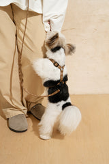 Walk kit: Companiony mini leash + harness ginger