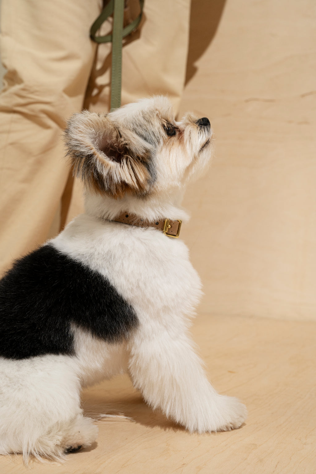 Collar Pony-Walkony, green and beige