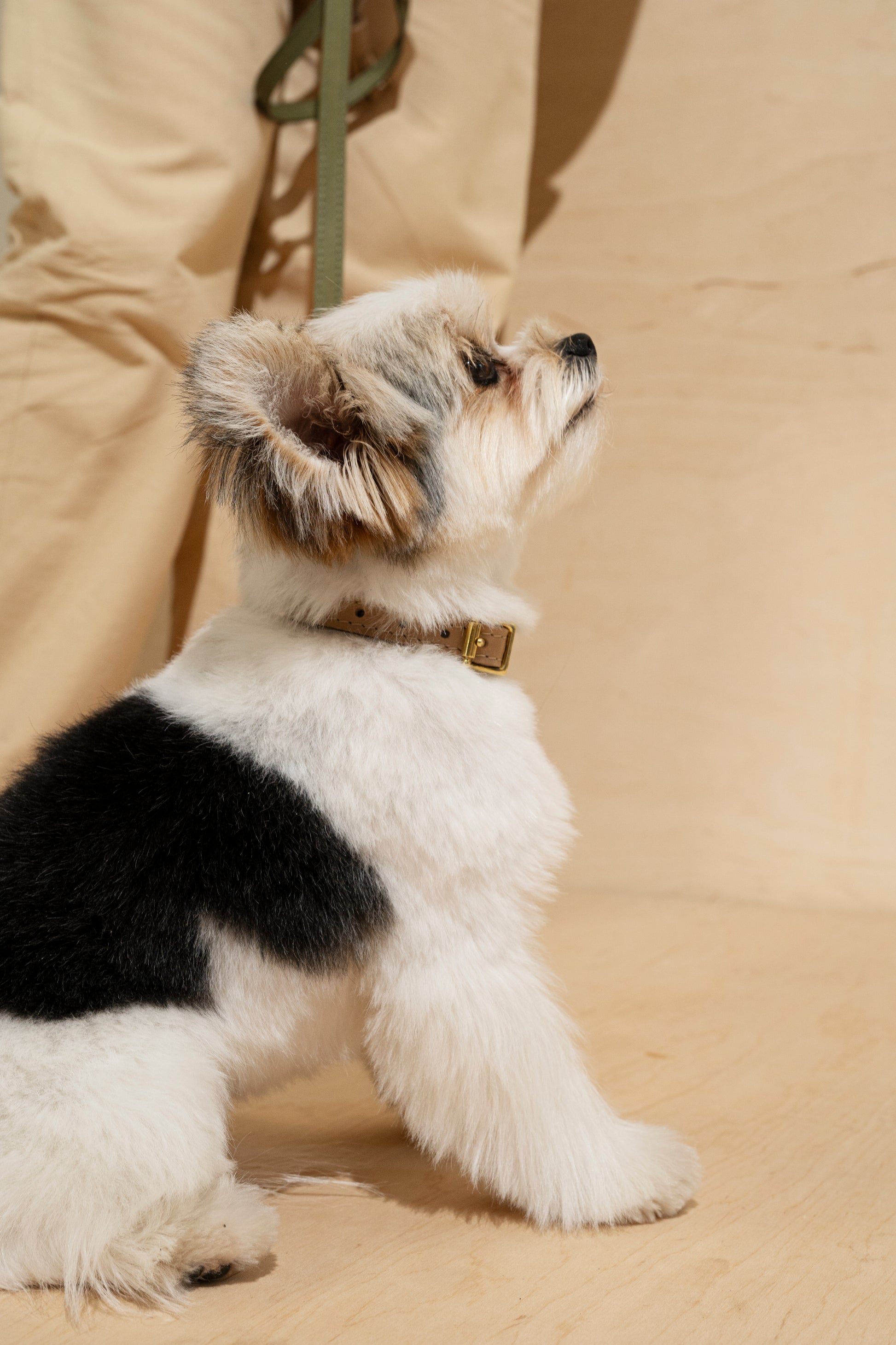 Collar Pony-Walkony, green and beige
