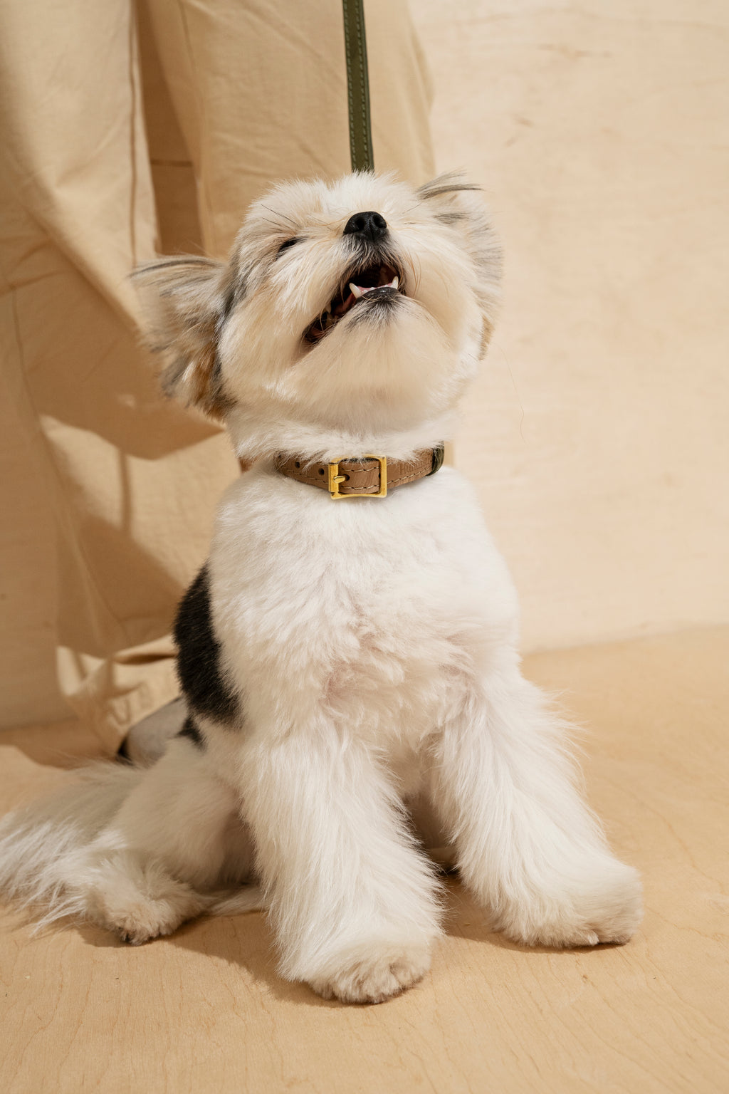 Collar Pony-Walkony, green and beige