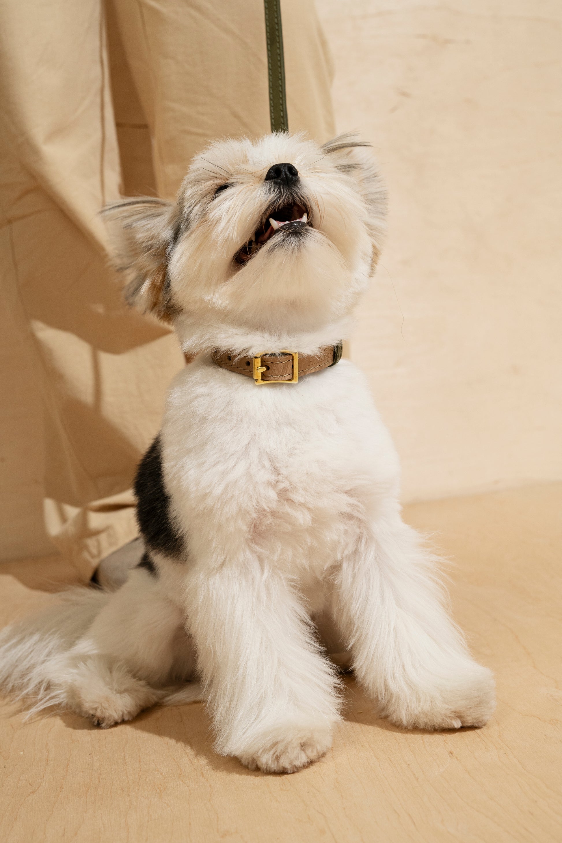 Collar Pony-Walkony, green and beige