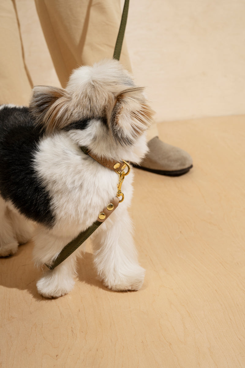 Walk kit: Walkony leash + collar green-beige