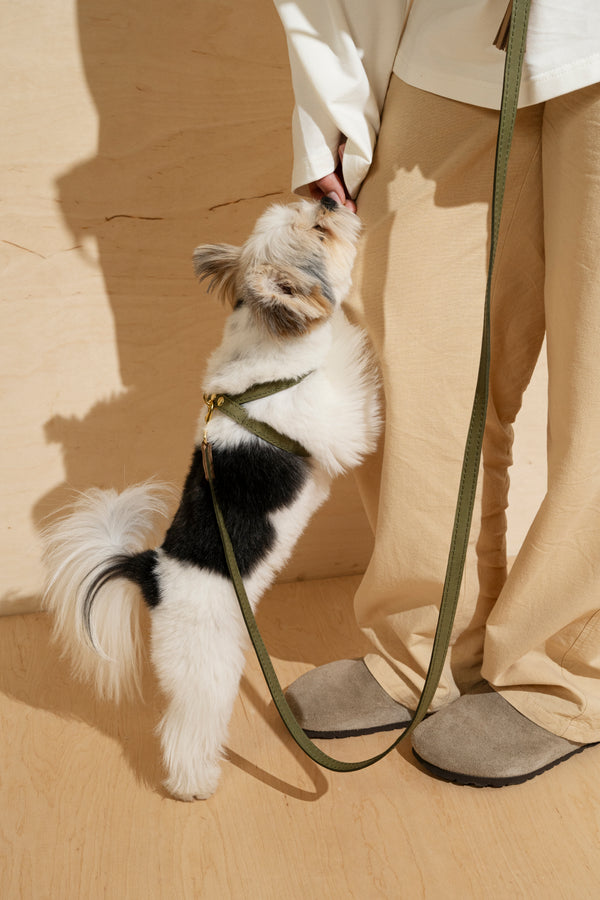 Walk kit: Walkony leash + harness green-beige