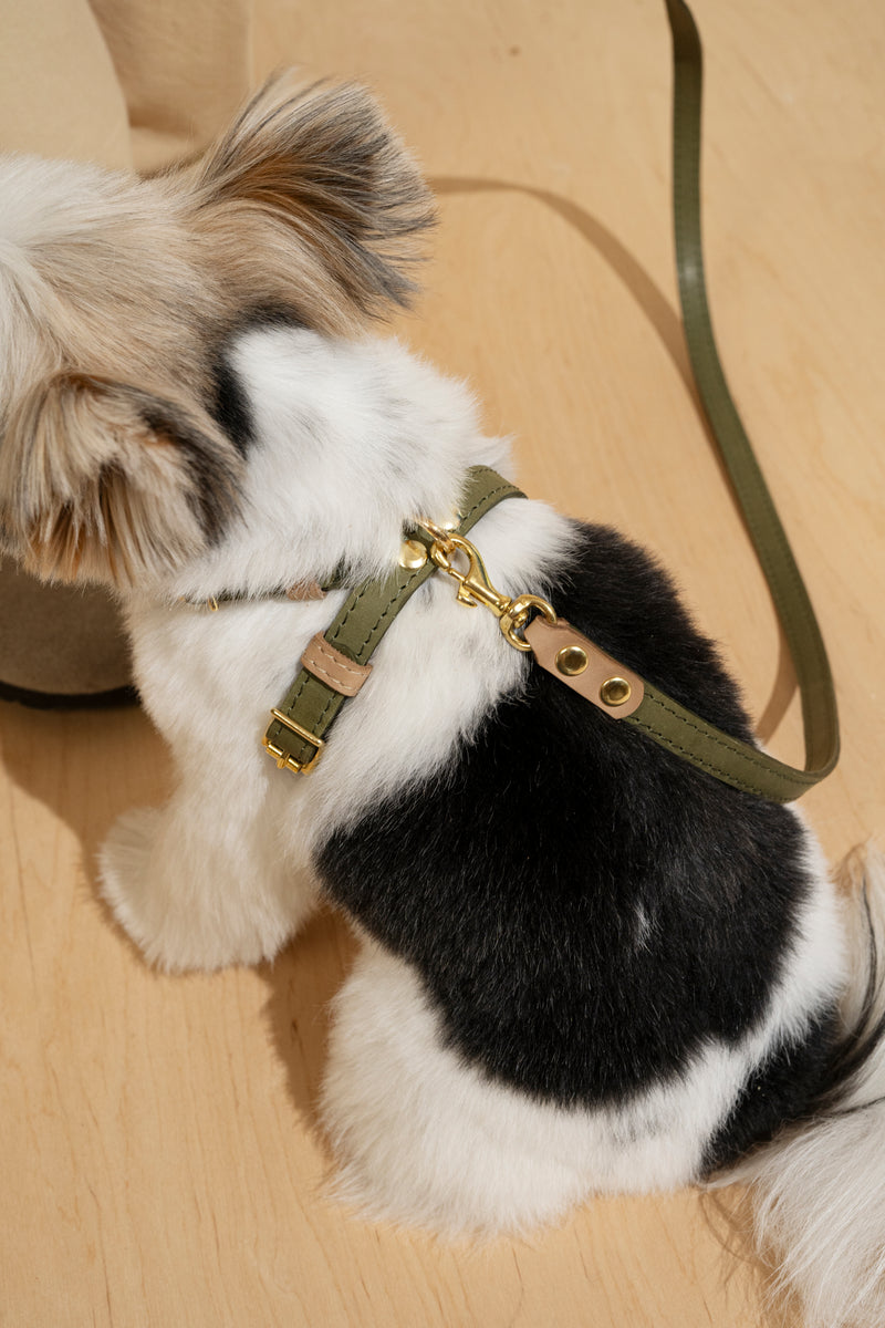 Walk kit: Walkony leash + harness green-beige