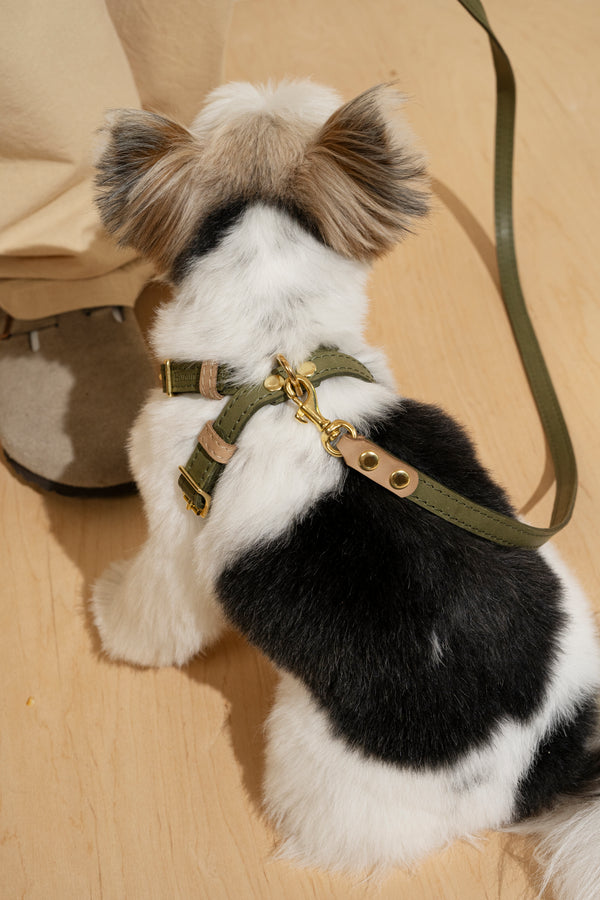 Walk kit: Walkony leash + harness green-beige