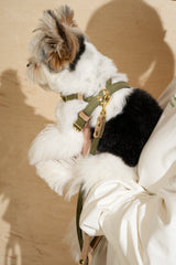 Walk kit: Walkony leash + harness green-beige