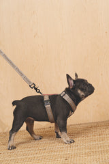 Walk kit: Companiony leash + harness gray