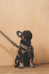 Walk kit: Companiony leash + harness gray