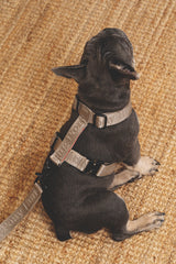 Walk kit: Companiony leash + harness gray