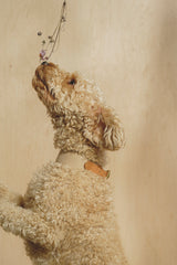 Dog collar Pony knotony Beige&Ginger