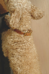 Dog collar Pony knotony Beige&Ginger