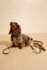 Collar “Pony-Companiony” ginger mini 3.0