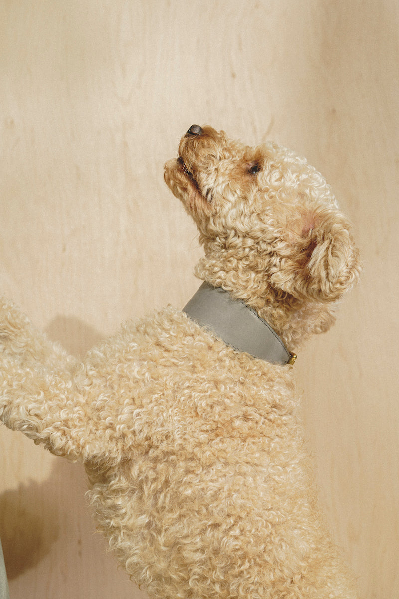 Dog collar Herring Graphite