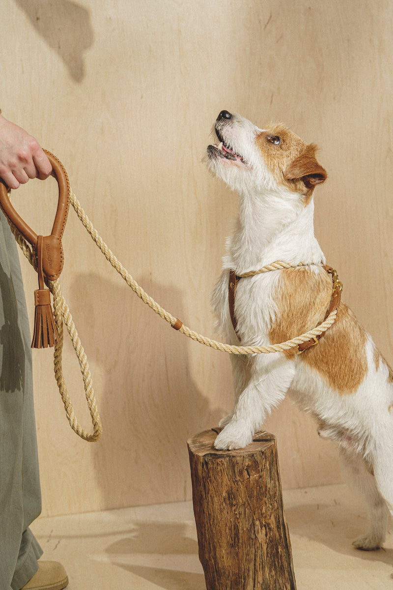 Walk kit: Country leash + collar ginger