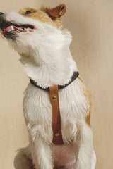Dog Harness Pony Makarony Ginger