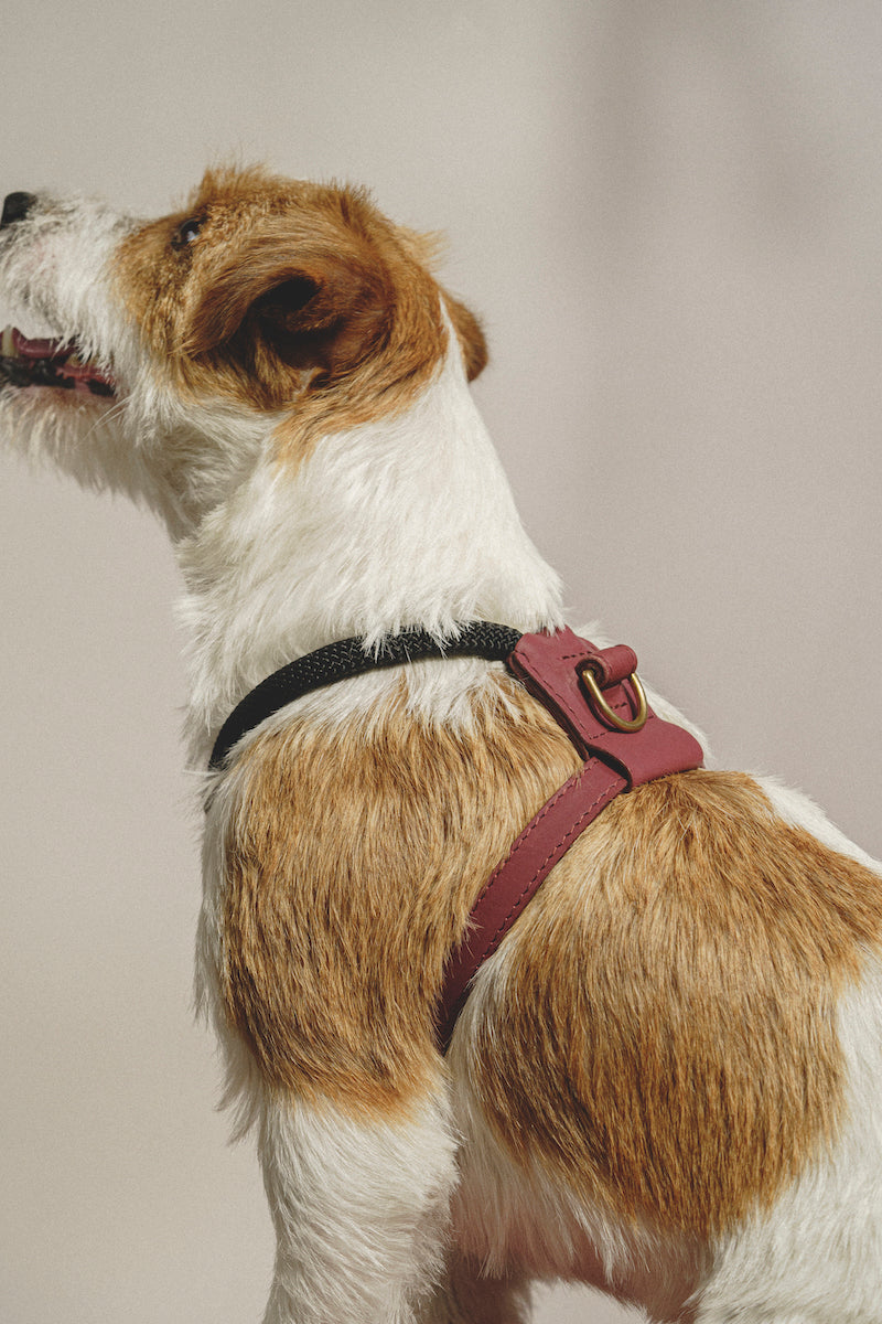 Hundegeschirr Pony Makarony Grün