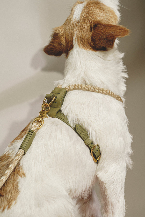 Dog Harness Pony Makarony Green, light rope