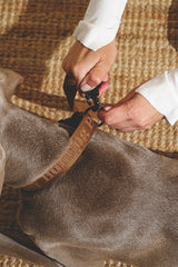 Walk kit: Companiony leash + collar ginger